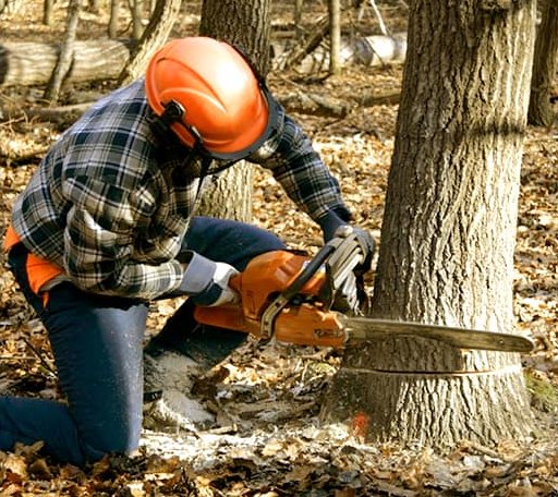 Tree Removal in Dahlgren, IL